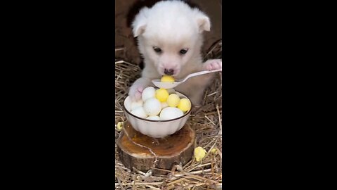 puppy eats quail eggs