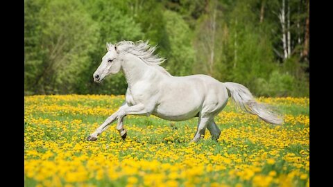 Amazing White Horse Race !! Amazing Nature Nature @ 360° 1,1 M de vuesil y a 5 ans Sous-titres