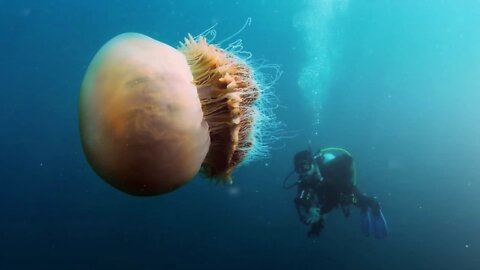 Jellyfish Nomura