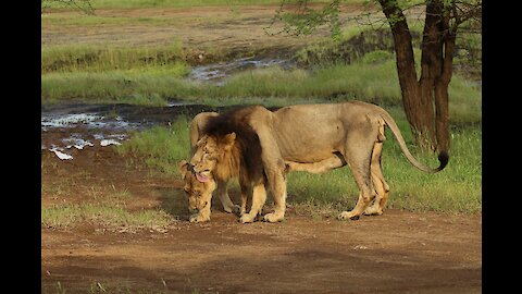 Male & Female Asiatic Lion getting ready to mate