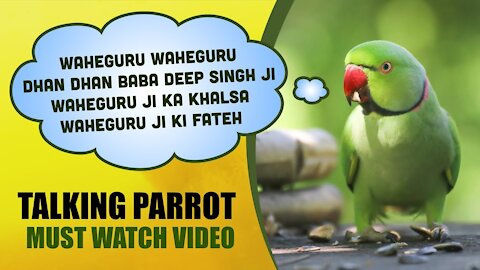 Talking Parrot Waheguru | Dhan Dhan Baba Deep Singh | Waheguru Ji Ka Khalsa Waheguru Ji Ki Fateh