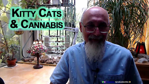 Kitty Cats & Cannabis Education and Discussion: What is Toxoplasmosis and How to Protect Your Buds