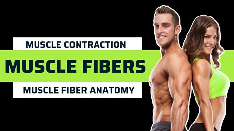 Muscle Fibers - muscle fibers explained - muscle contraction and muscle fiber anatomy
