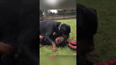 Rottweilers fight over POP TART