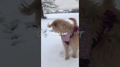 Dog's first time in the SNOW! ❄️❄️❄️ #dog #snow #fyp #foryou #foryoupage #winter #snowfall #doggo