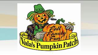 Vala's Pumpkin Patch 9/13/17
