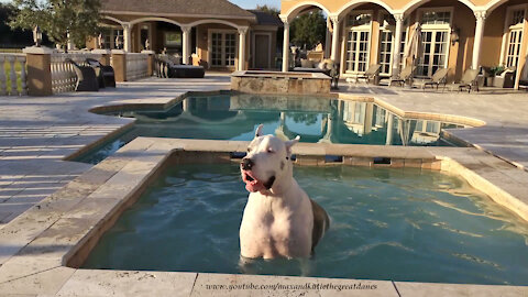 Max The Coolest Deaf Great Dane Enjoys A Swim In The Hot Tub