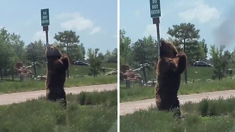 Brown bear hilariously tires to scratch its back on a pole