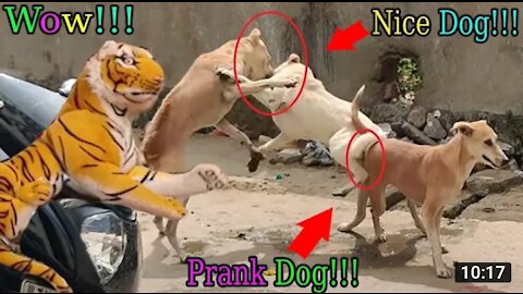 Troll Prank Dog Funny & fake Lion and Fake Tiger Prank To dog ,Huge Box Prank to dog | Ep50_Troll