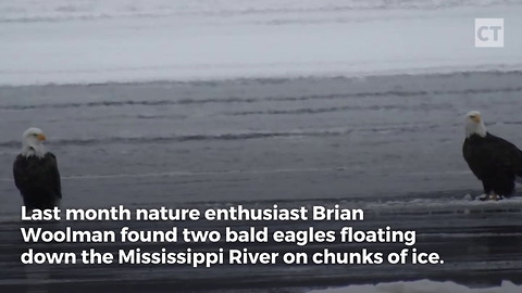Bald Eagles Hitch Ride on Ice Floating Down River