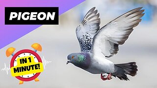 Pigeon - In 1 Minute! 🕊 One Of The Most Intelligent Animals In The World | 1 Minute Animals