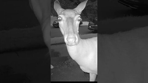 A Beautiful deer Visits In The Early Morning! 🦌 #Deer #Wildlife #Nature