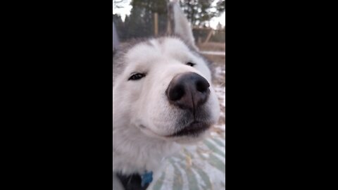 Siberian Husky totally smiles while enjoying scratches from keeper