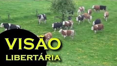 E o prêmio Sr. Bovino Gadoso da Semana vai para... | ANCAPSU