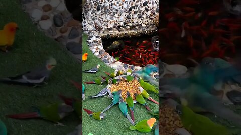 Lots of birds l #shorts l #conure l @BikisAviary