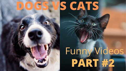 Funny Cats & Dogs Videos Part 2