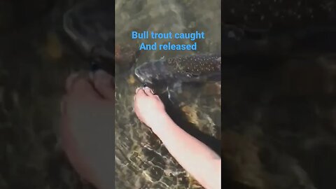 Bull Trout Caught & Released on the Nooksack River Washington!! #fishing #bulltrout