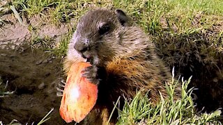 Baby groundhog happily discovers delicious apple slice treats