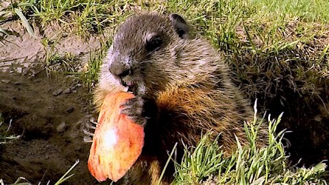 Baby groundhog happily discovers delicious apple slice treats