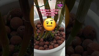 Orchid SET BACK 🩺Diagnosis🧑🏼‍⚕️ WRONG CULTURE & Result 4 YEARS LATER #ninjaorchids #shorts