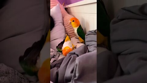 Cute caique parrot fight l #shorts l @BikisAviary