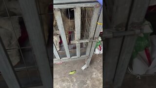 Rescue the locked goat dog #dog #shorts #vlog #rescue