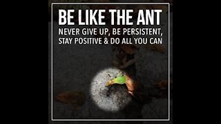 Be like the ant [GMG Originals]