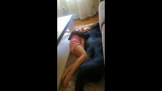 Rottweiler loves to cuddle with his human best friend