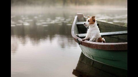 How to train your dog to ride in a boat!