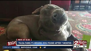 Dog reunited with family after seven months