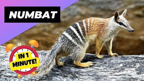 Numbat - In 1 Minute! 🐿 One Of The Rarest Animals In The Wild | 1 Minute Animals