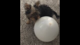 Jimmy the yorkie pup vs balloon