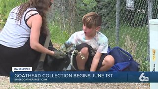 Boise Bicycle Project's goathead collection project starts on June 1