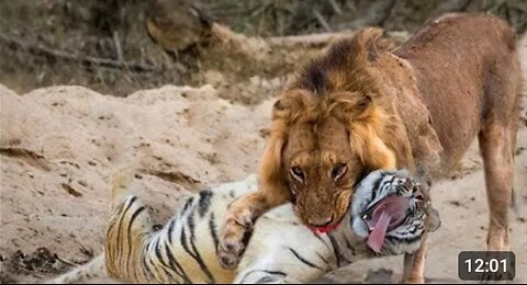 8 Times Wild Animals Surrounds Its Prey So It Can't Escape