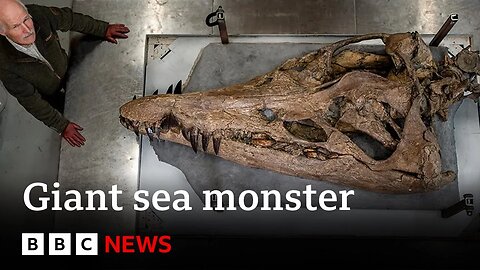 Colossal sea monster unearthed in UK - BBC News #Palaeontology #SeaCreatures #BBCNews