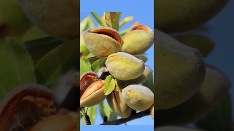 How is almond prepared? | बादाम कैसें तैयार होता है | Kheti Power