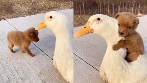 Adorable Puppy Loves Its Duck Buddi