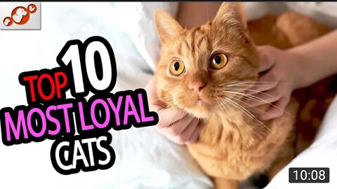 Most Loyal Cats- TOP 10 Most Loyal Cat Breeds In The World