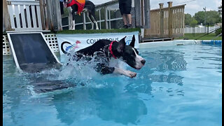 Great Dane Shows Twin Brother Dog How To Jump Into The Pool