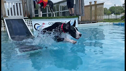 Great Dane Shows Twin Brother Dog How To Jump Into The Pool