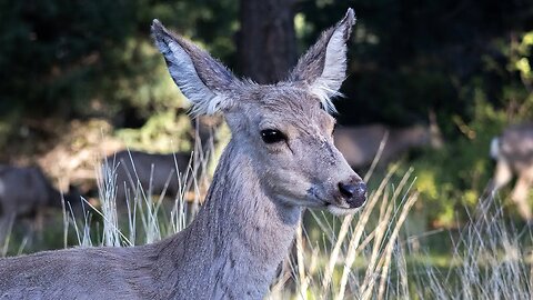 Colorado Wildlife Photography Adventure: Elk, Mule Deer, and Stunning Scenery