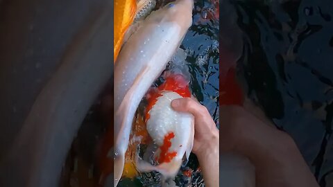 Koi fish rescue from leaking pond (full video linked in comments) #shorts