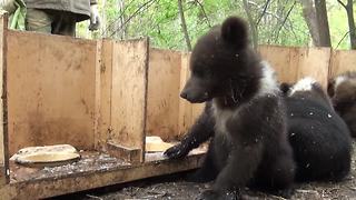 It's Feeding Time For These Cute Orphaned Bear Cubs
