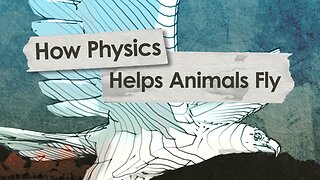 HowStuffWorks Illustrated: How Physics Helps Animals Fly