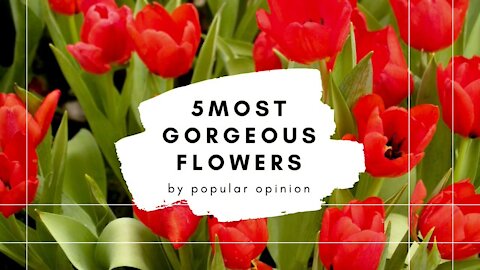 5 Most Gorgeous Flowers