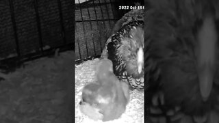 Checking on Chicks abandoned by mother are put in with another hen and her chicks