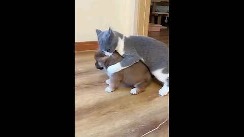 cat_and_puppy_funny_fight🤣🤣🙀😻