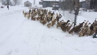Nothing can stop these ducks from getting their breakfast