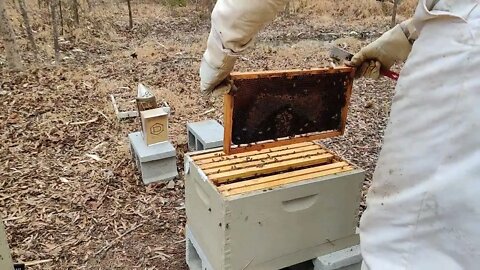 3 Feb 2022 - Hive Inspection