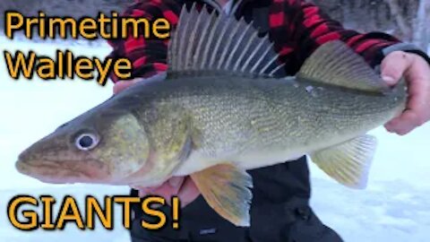 Ice Fishing For Big Walleye with BIG Live Bait